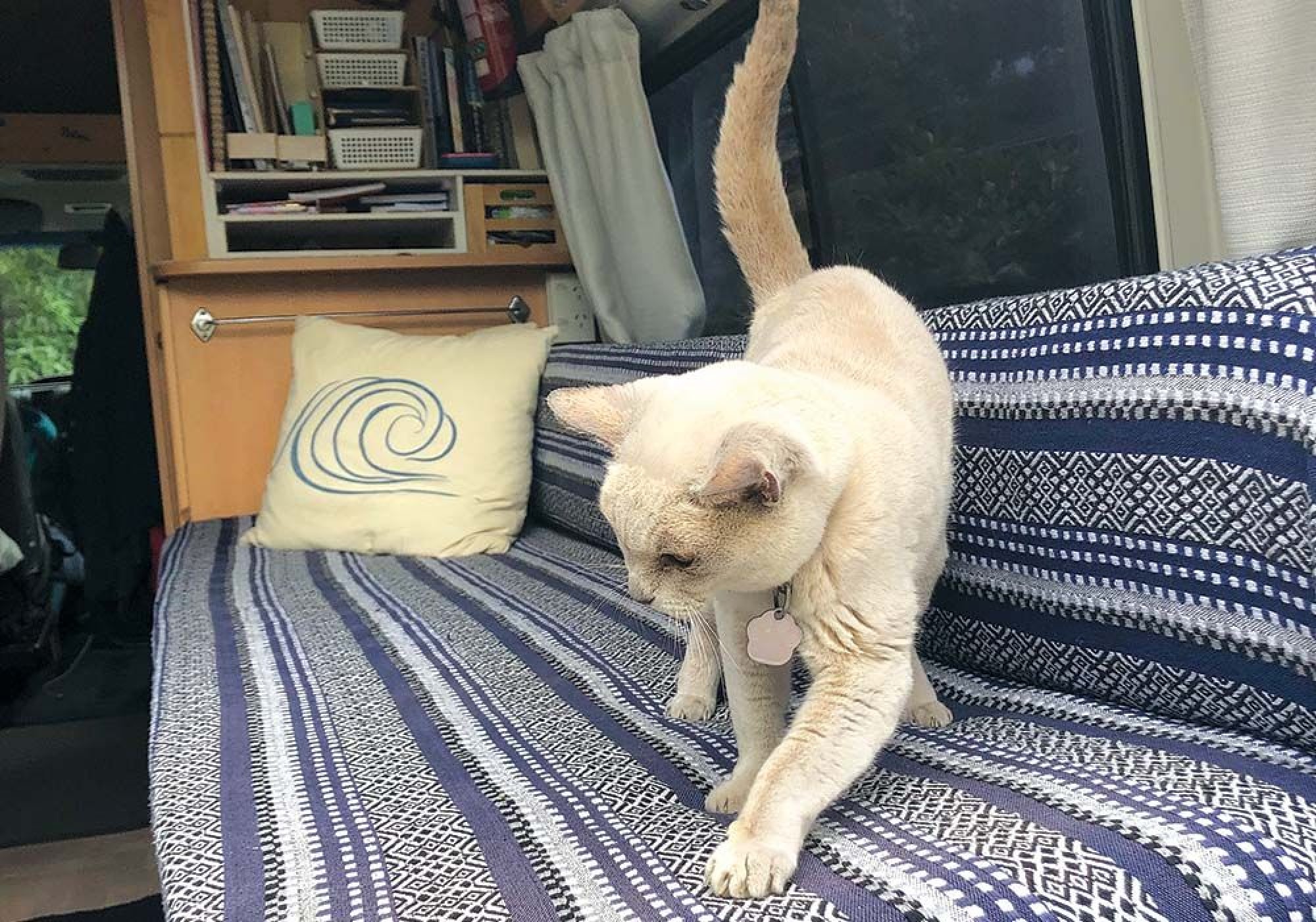 TAS THE CAT ENJOYS EXPLORING THE CAMPER