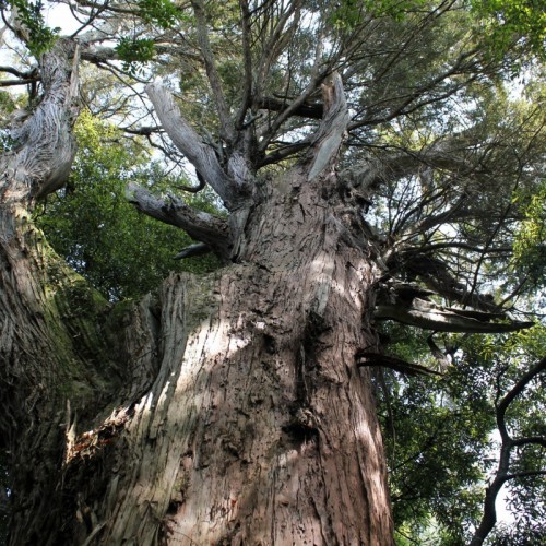 Awahuri/Kitchener Park