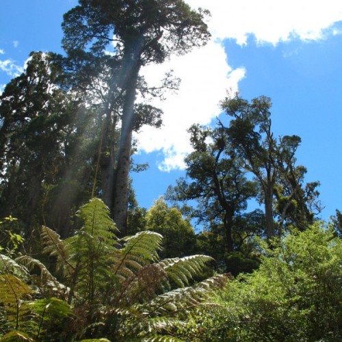 'Podocarps: Rimu, Mata, Totara, Tawa...'