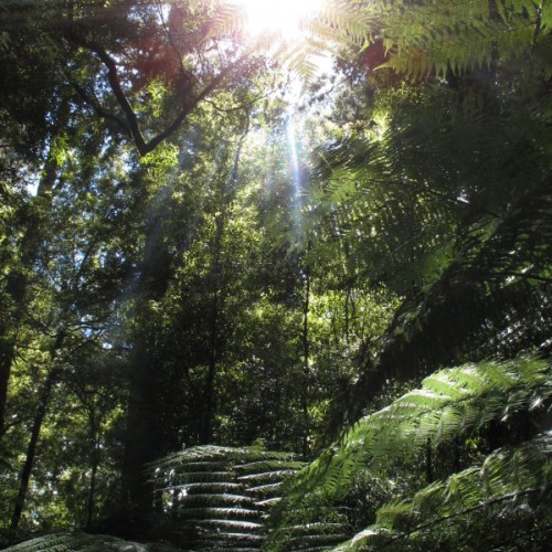 'The light manage hardly to go through the canopy'