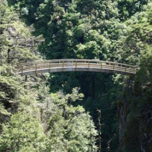 'Curved bridge on Rangiwahia Hut Track'