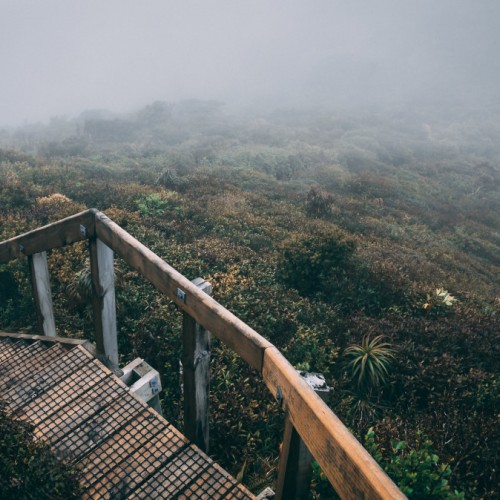 'Pirongia summit via Hihikiwi Track - 2'