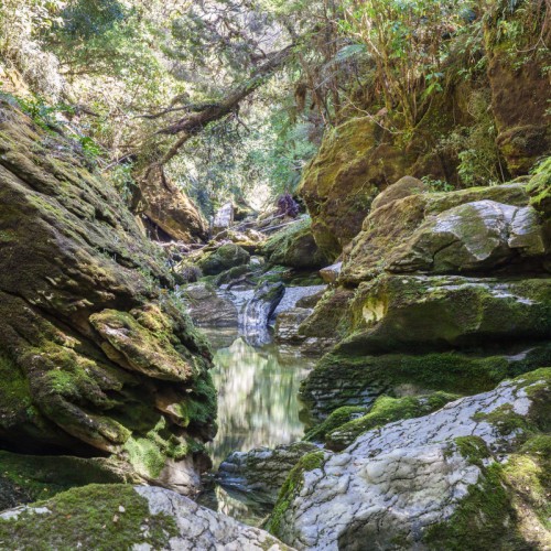 'Cave Creek, Paparoa National Park'