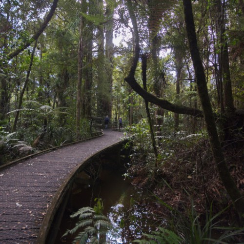 '0480 - Neuseeland 2017 - Puketi Kauri Forrest'