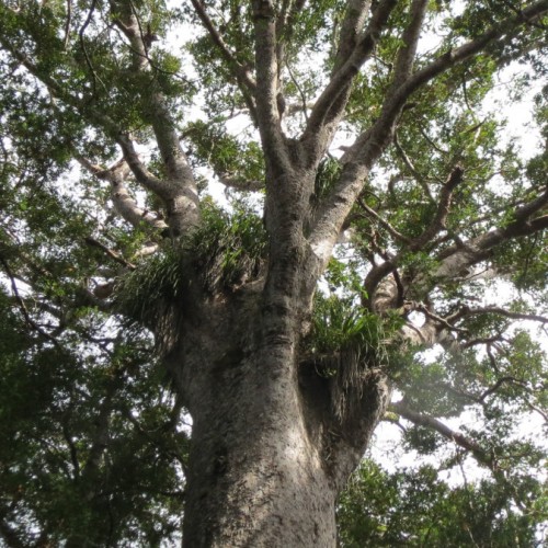 'Kauri tree'