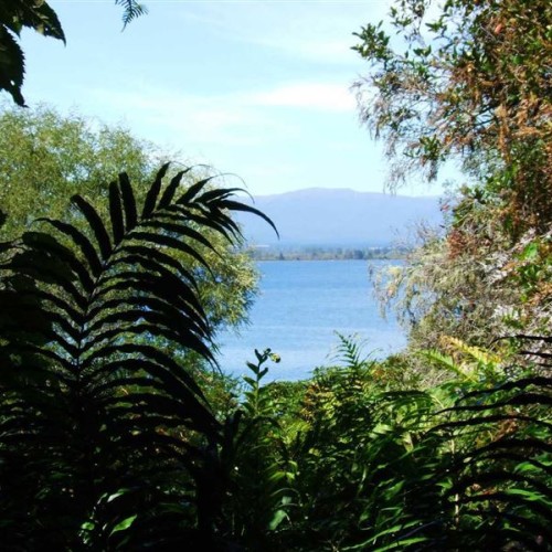 'A glimpse of Lake Taupo through the native bush of Pukawa Bay.'