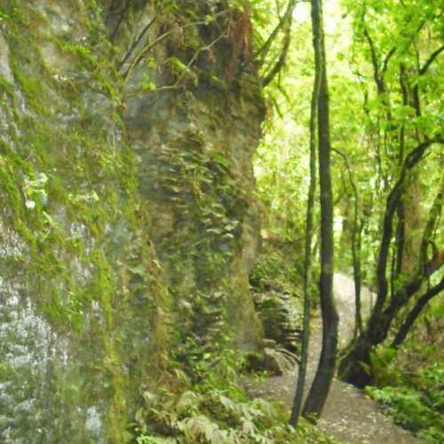 'Limestone cliff wall along bush walk'