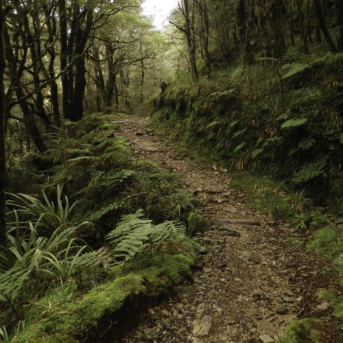 'Heaphy track Kahurangi national park'