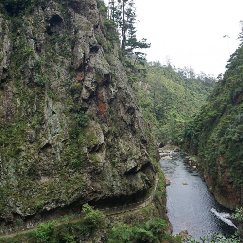 'Crown Tramway winds itself along the Waitawheta River'
