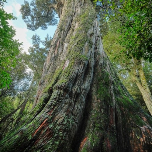 Big Tree is located in the Peel Forest Scenic Reserve