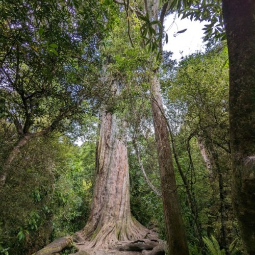 The Big Tree (kahikatea walk)