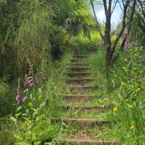 Wildflowers and a few steps