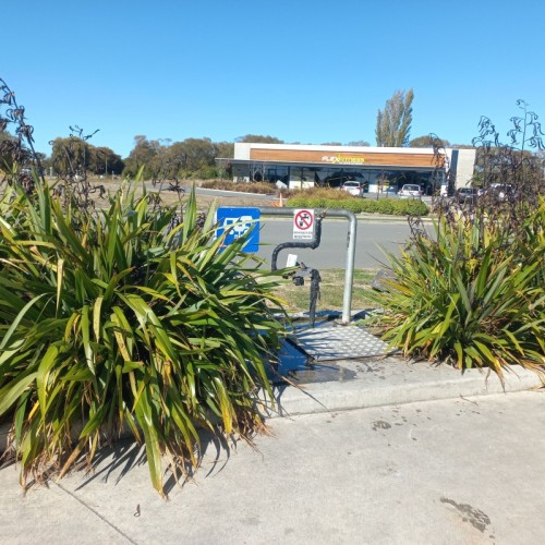 Not easy to see in flax bush