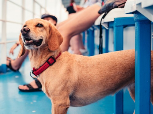 Interislander updates its animal welfare policy