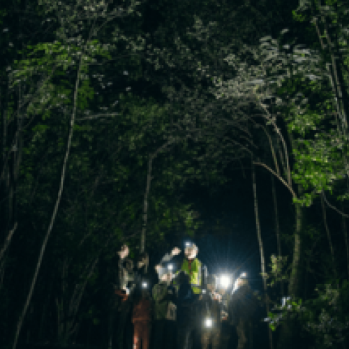 Whakatāne Kiwi Trust Night Walks