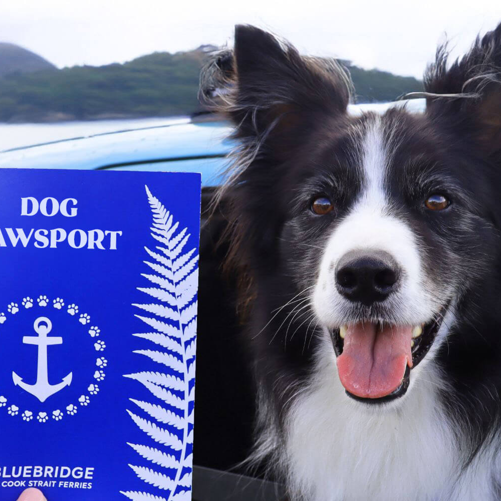 Let your dog, love the journey too!