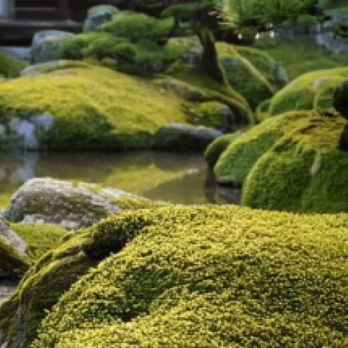 Tai Chi Chuan Dunedin