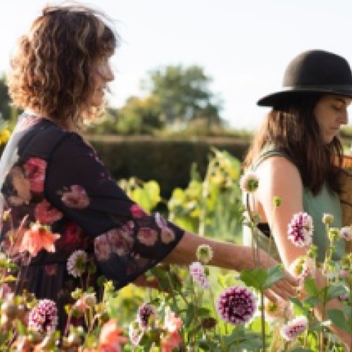 Pick Your Own Flowers at Tomtit Farm