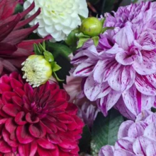 Lavender Magic Flower Farm PYO Dahlias