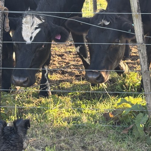 Friendly cows  