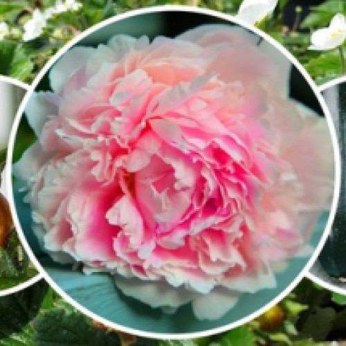 Annual Plant Sale Carterton 2026