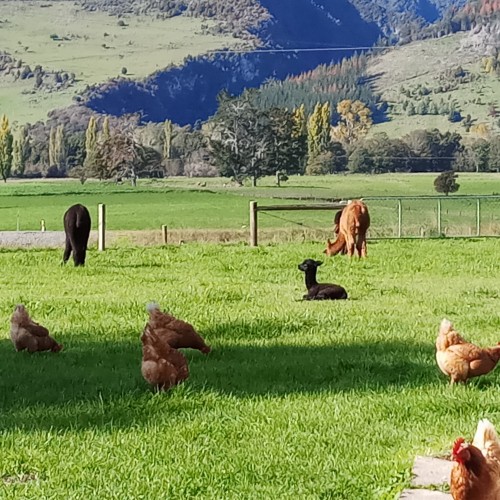 Chickens & alpacas