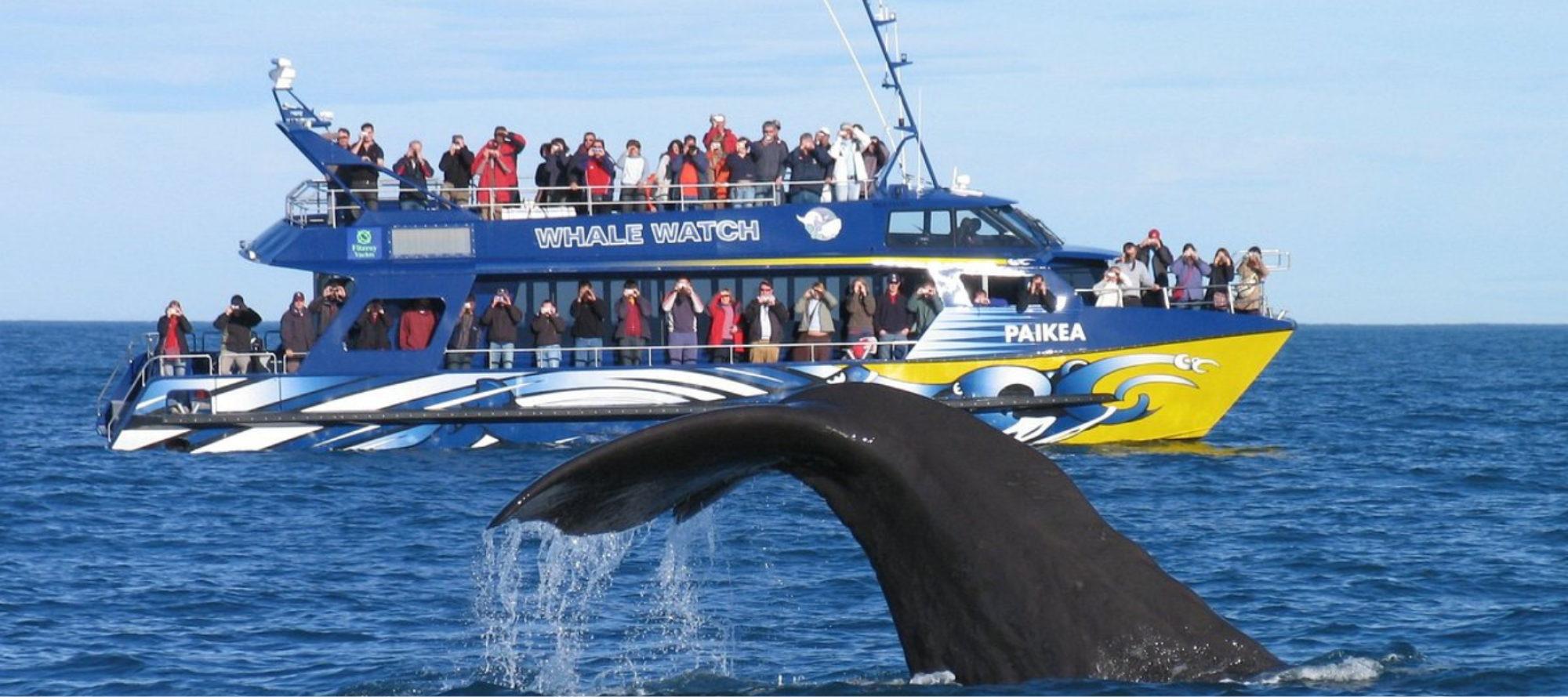 Natural wonders by land and sea- only in Kaikoura