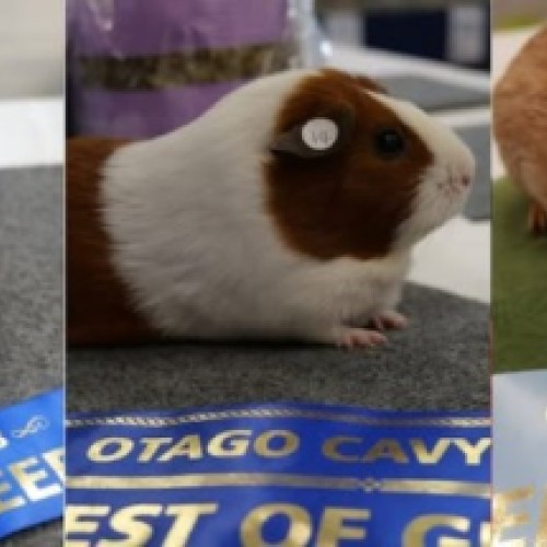 Guinea Pig Show | Timaru