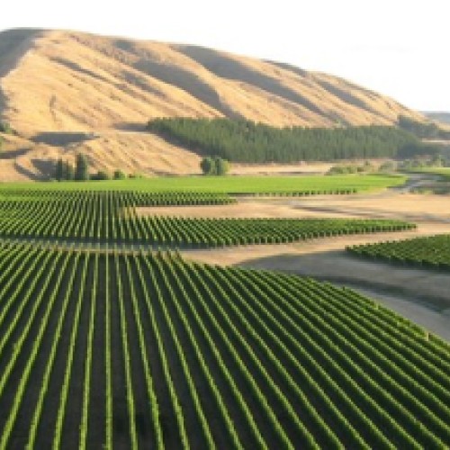 Discover Te Muna - Explore the Wines