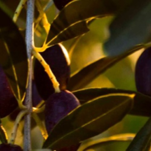 Blend Your Own Olive Oil
