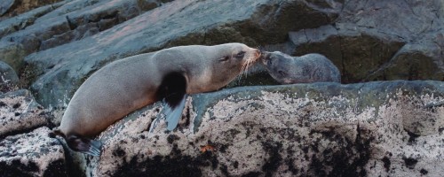 go-orange-milford-sound-seal-kiss